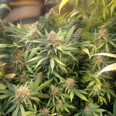 Hawaiann Snow growlog timeline photo