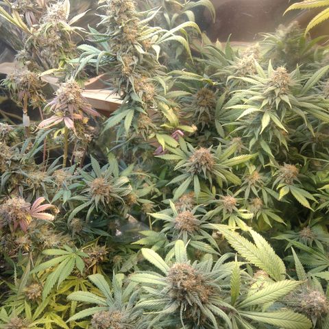 Hawaiann Snow growlog timeline photo