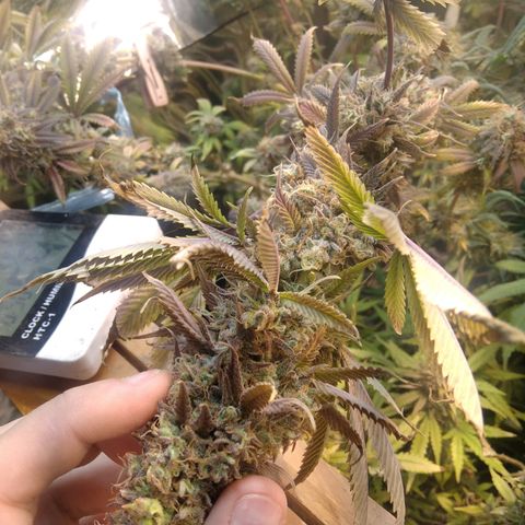 Runtz growlog timeline photo