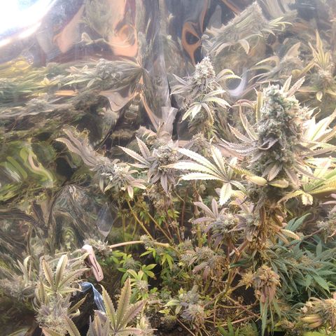 Runtz growlog timeline photo