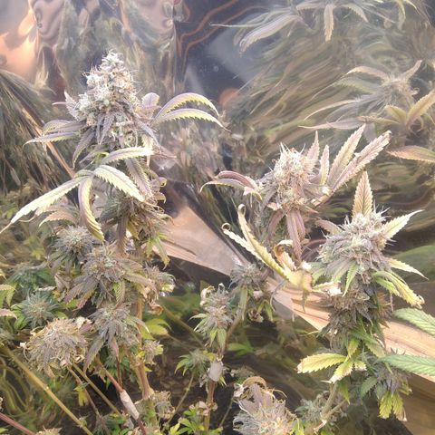 Runtz growlog timeline photo
