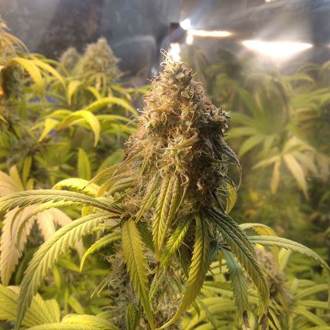 Orange Cake  #1 growlog timeline photo