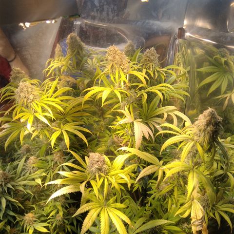 Orange Cake  #1 growlog timeline photo