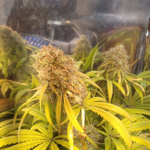 Orange Cake  #1 growlog timeline photo