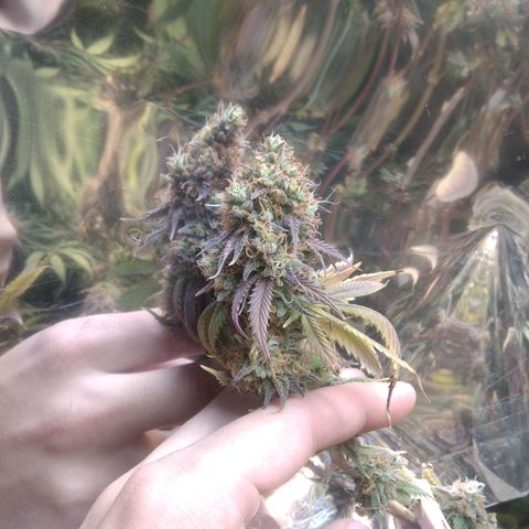 Runtz growlog timeline photo