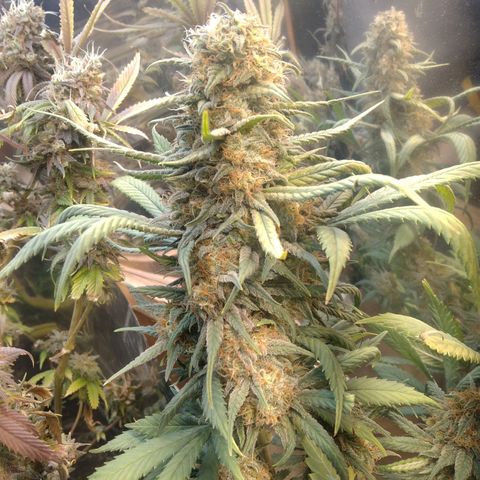 Hawaiann Snow growlog timeline photo