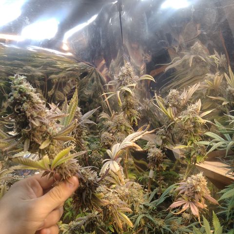 Runtz growlog timeline photo