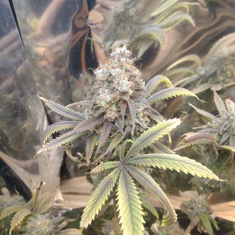 Runtz growlog timeline photo