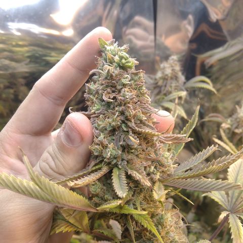 Runtz growlog timeline photo