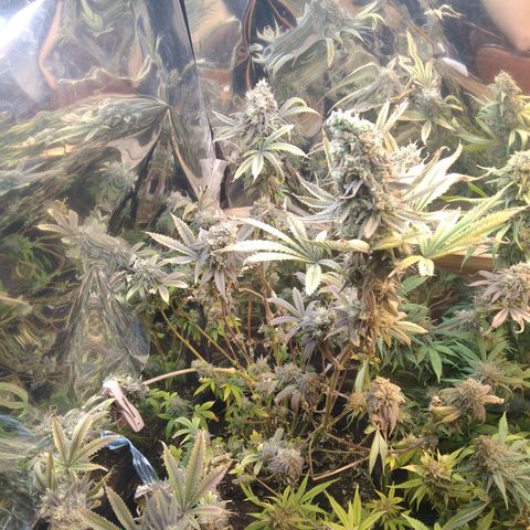 Runtz growlog timeline photo