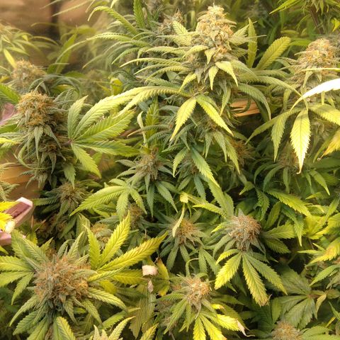Hawaiann Snow growlog timeline photo