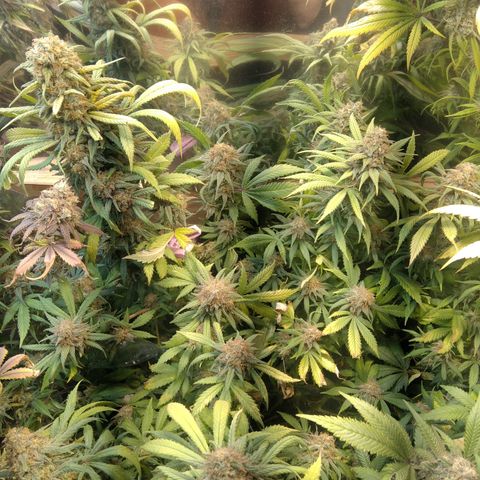 Hawaiann Snow growlog timeline photo