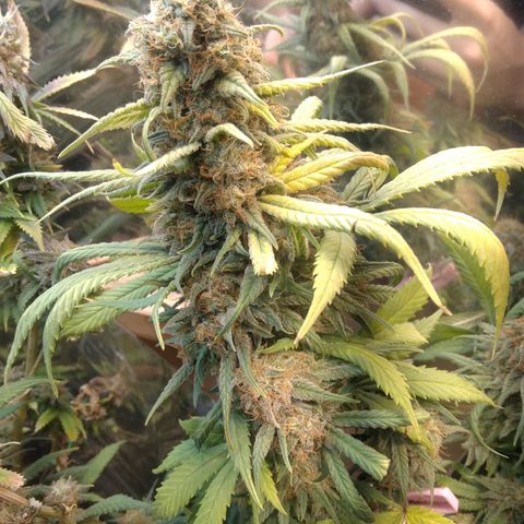 Hawaiann Snow growlog timeline photo