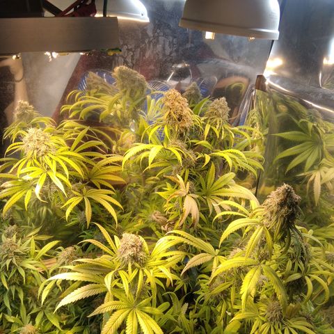 Orange Cake  #1 growlog timeline photo