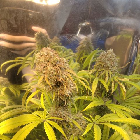 Orange Cake  #1 growlog timeline photo