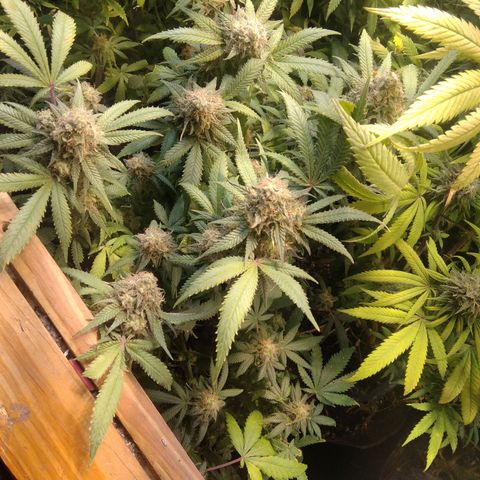 Ghost OG  growlog timeline photo