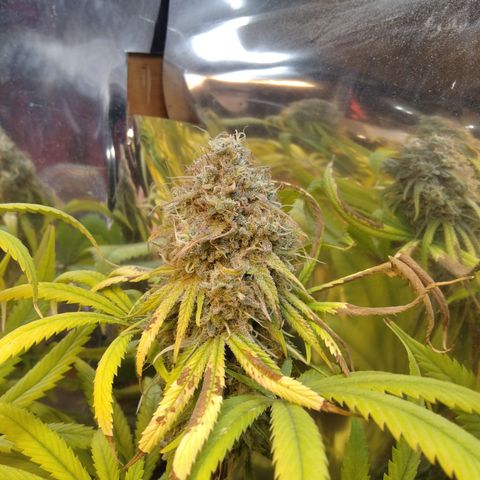 Orange Cake  #1 growlog timeline photo