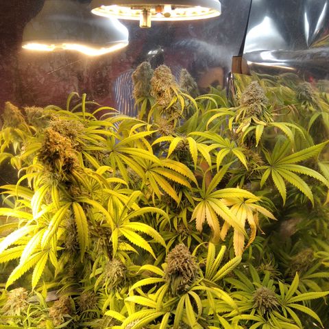 Orange Cake  #1 growlog timeline photo