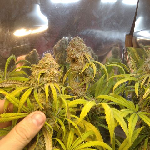 Orange Cake  #1 growlog timeline photo