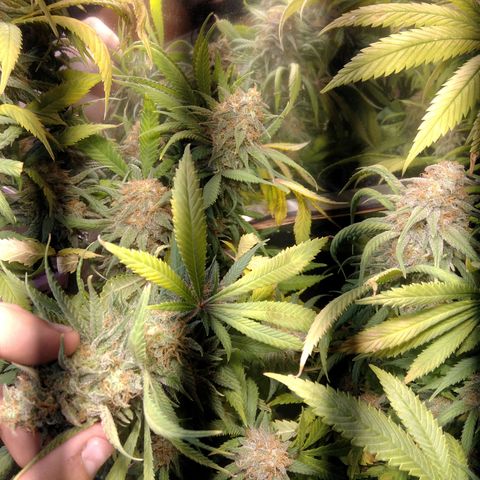Hawaiann Snow growlog timeline photo