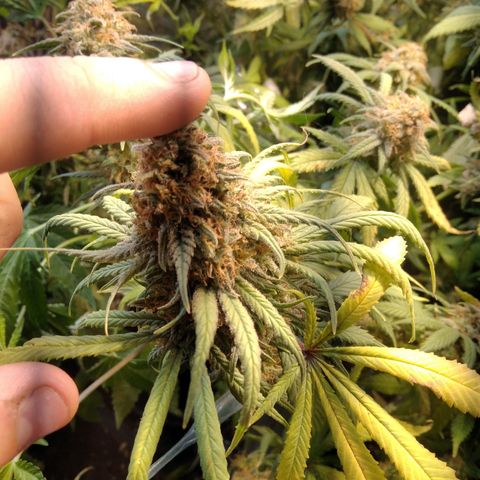 Hawaiann Snow growlog timeline photo