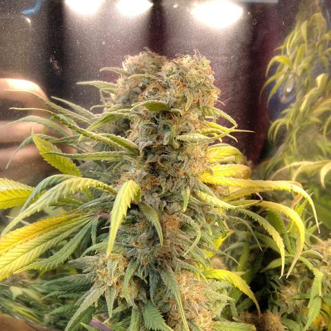 Hawaiann Snow growlog timeline photo