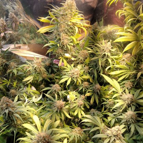Hawaiann Snow growlog timeline photo