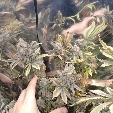 Runtz growlog timeline photo