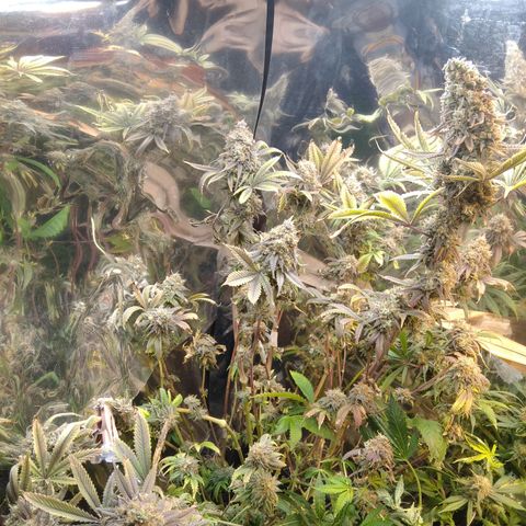 Runtz growlog timeline photo