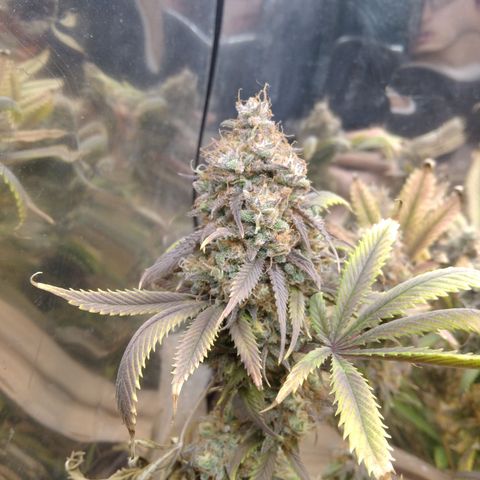 Runtz growlog timeline photo
