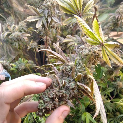 Runtz growlog timeline photo