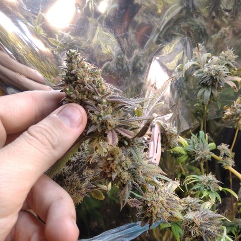 Runtz growlog timeline photo