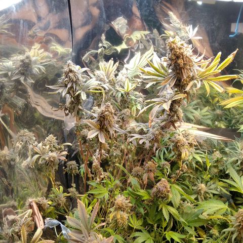 Runtz growlog timeline photo