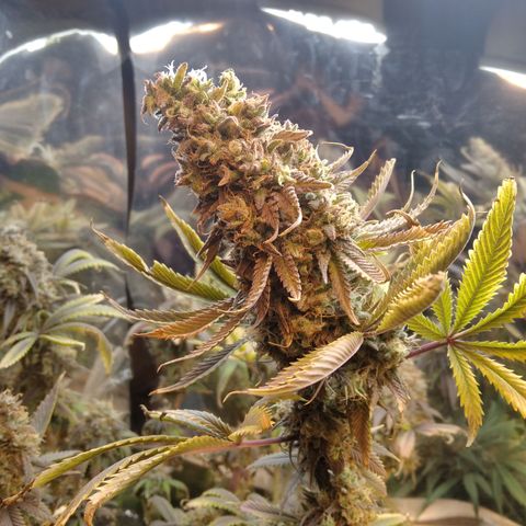 Runtz growlog timeline photo