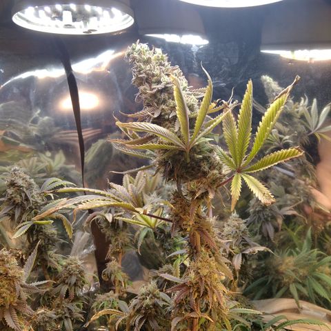 Runtz growlog timeline photo
