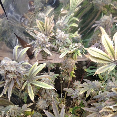 Runtz growlog timeline photo