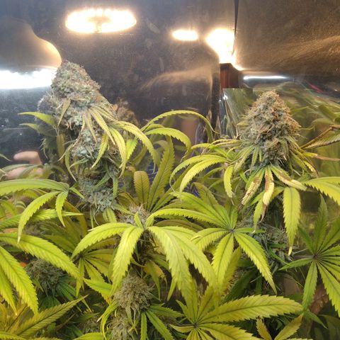 Orange Cake  #1 growlog timeline photo