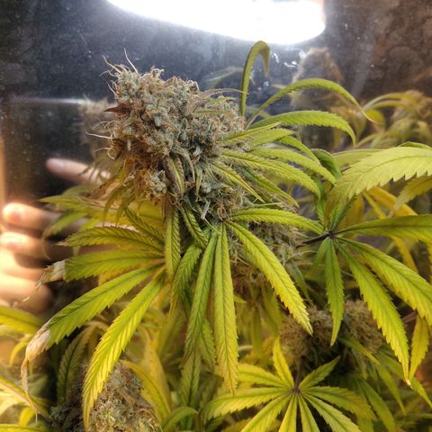 Orange Cake  #1 growlog timeline photo