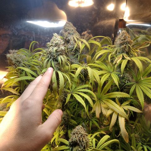 Orange Cake  #1 growlog timeline photo