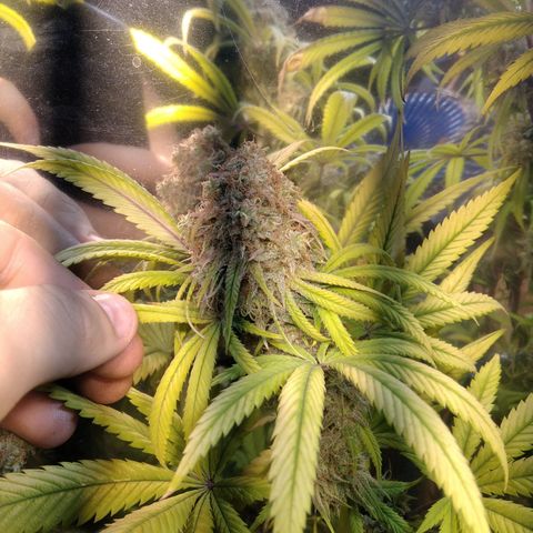 Orange Cake  #1 growlog timeline photo