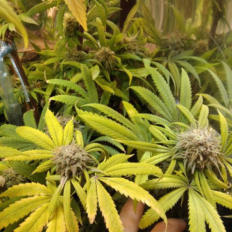 Orange Cake  #1 growlog timeline photo