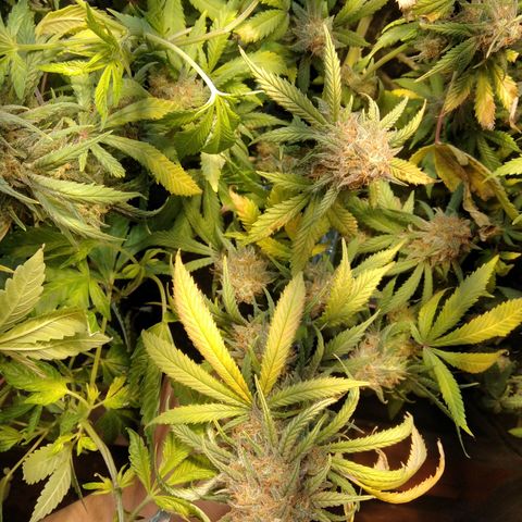Hawaiann Snow growlog timeline photo