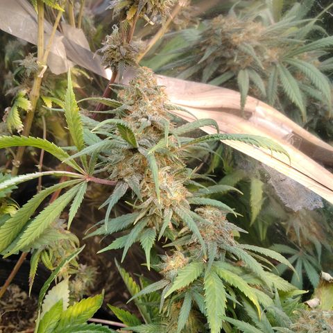 Hawaiann Snow growlog timeline photo