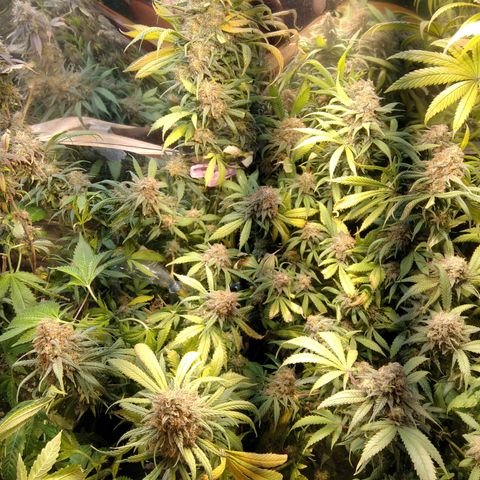 Hawaiann Snow growlog timeline photo