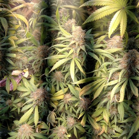 Hawaiann Snow growlog timeline photo