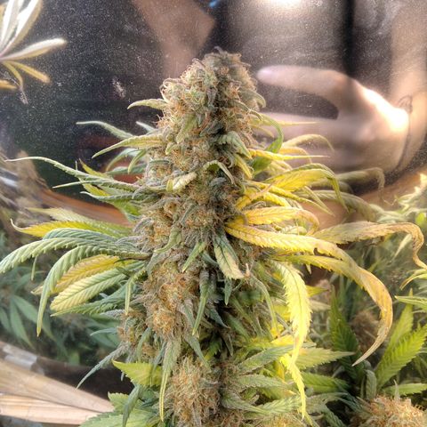 Hawaiann Snow growlog timeline photo