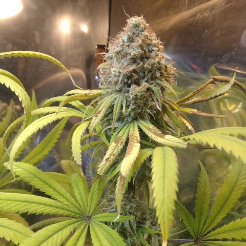 Orange Cake  #1 growlog timeline photo