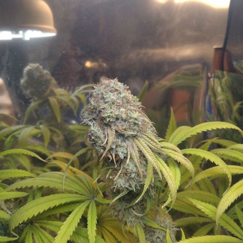 Orange Cake  #1 growlog timeline photo