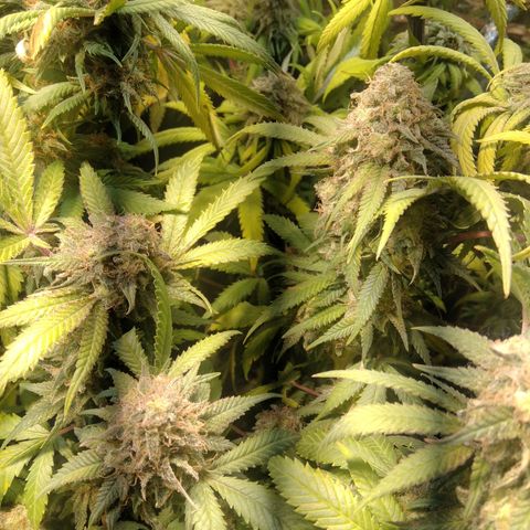 Ghost OG  growlog timeline photo