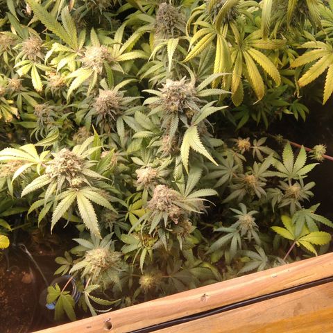 Ghost OG  growlog timeline photo